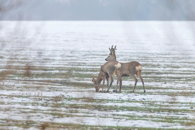 Reeën grazen in de winterochtend (Capreolus capreolus)