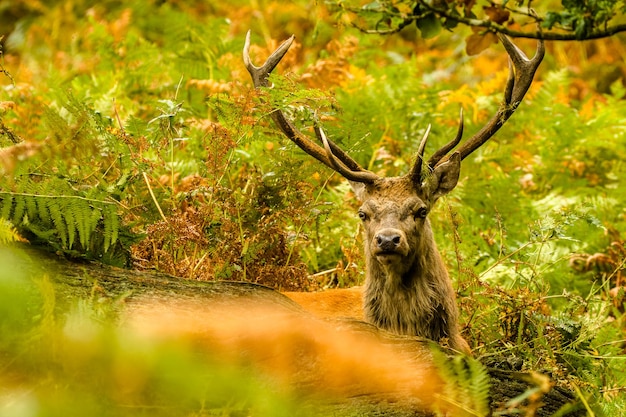 Reeën in de wildernis omgeven door groen