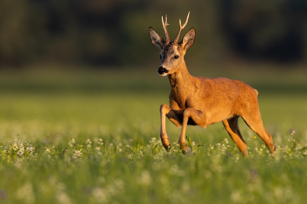 Reeën in dynamische beweging op weiland bij zonsondergang