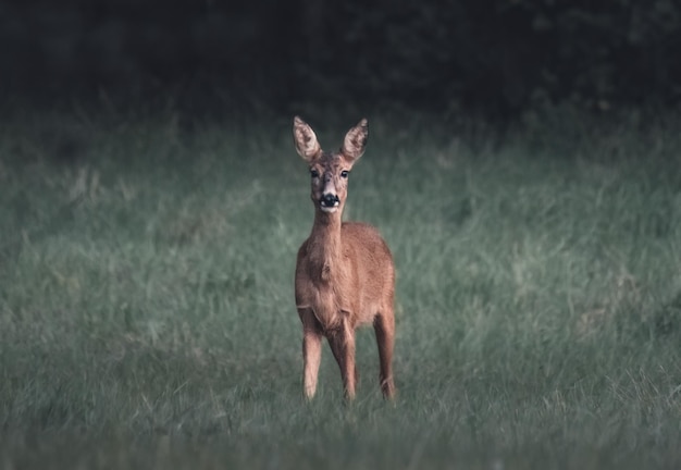 reeën in het veld in het groene gras in Finland