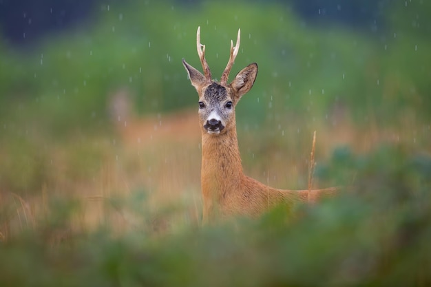 Reeën kijken naar de camera die de zomer regent