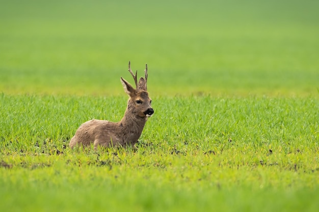 Foto reeën liggend op groen veld in de lente natuur