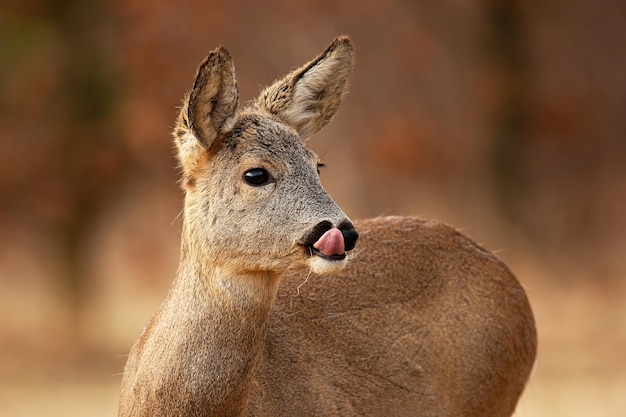 Reeën likken in bos in de herfst natuur in close-up