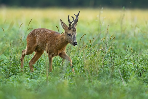 Reeën lopen op groeiende weide in de zomer natuur