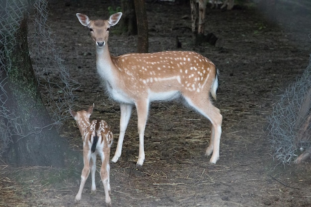 reeën met welp in de dierentuin