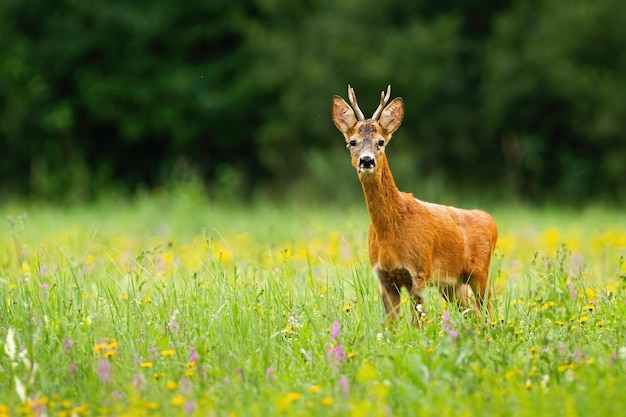 Reeën observeren op bloeiende weide in de zomer met kopieerruimte