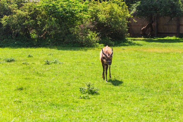 Reeën op de weide dierentuin wilde dieren en zoogdier concept