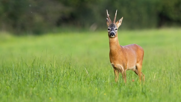 Reeën staande op grasland in de zonnige zomer natuur