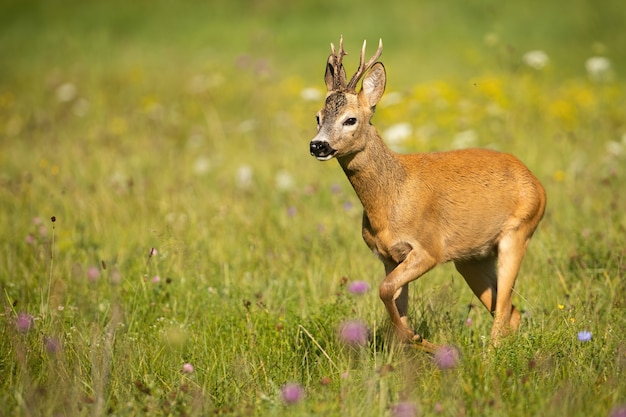 Reeënbok die op een groene weide met bloemen lopen