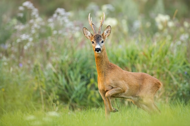 Reeënbok die op weide met bloemen in de zomeraard lopen