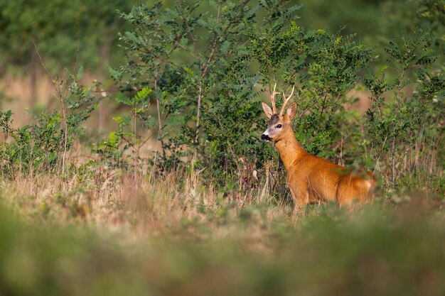 Reeënbok die uit sprinkhanenstruikgewas komen op een weide met droog gras