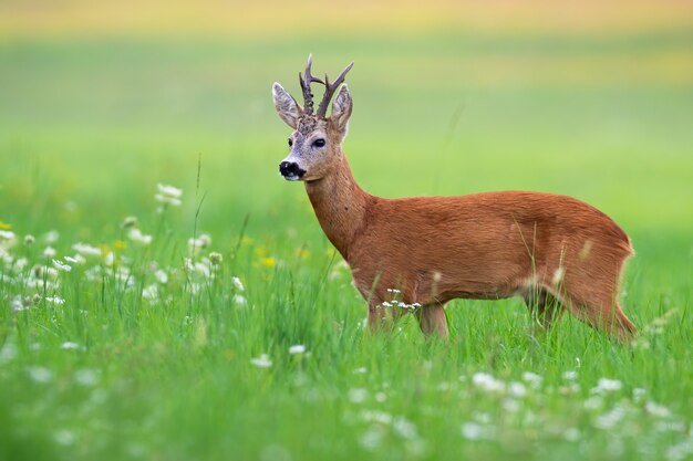 Reeënbok die zich in idyllische groene de zomeraard bevinden