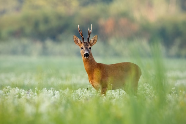 Reeënbok op een weide met wildflowers