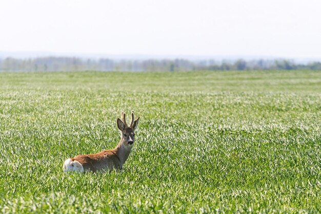 Reeënbok op tarwegebied. Reeën dieren in het wild.