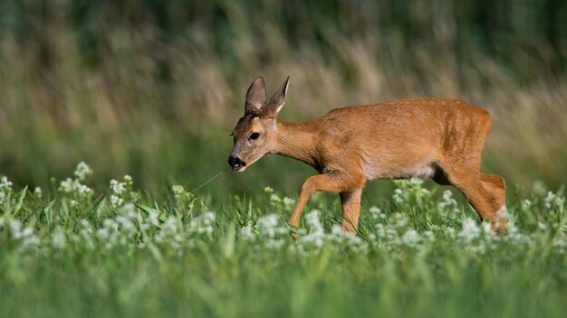 Reeëndamhinde die op groene weide onder witte wilde bloemen in de zomeraard lopen