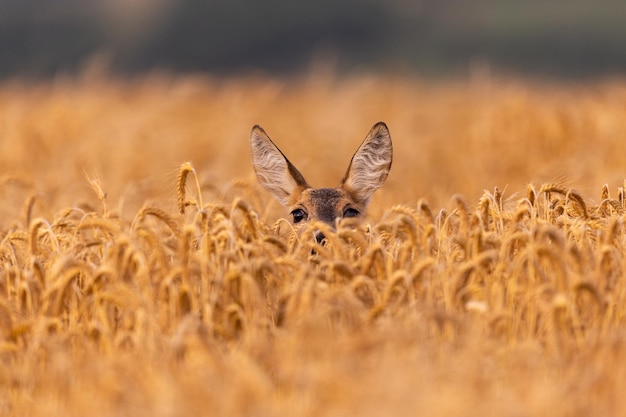 Reeënmannetje op het magische groene grasland, europese dieren in het wild, wilde dieren in de natuurhabitat, hertensleur in tsjechië.