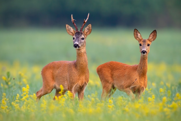 Reeënpaar op een gebied met gele wildflowers