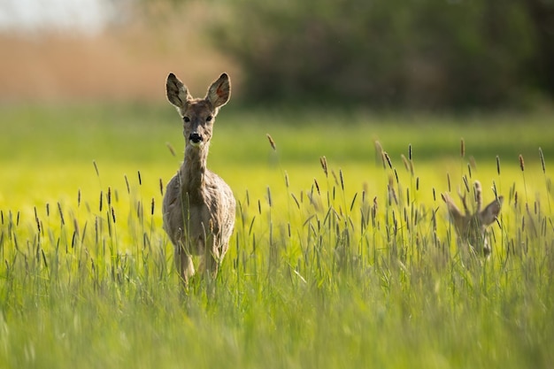 Reeënvrouwtje nadert op weide in de lentezon