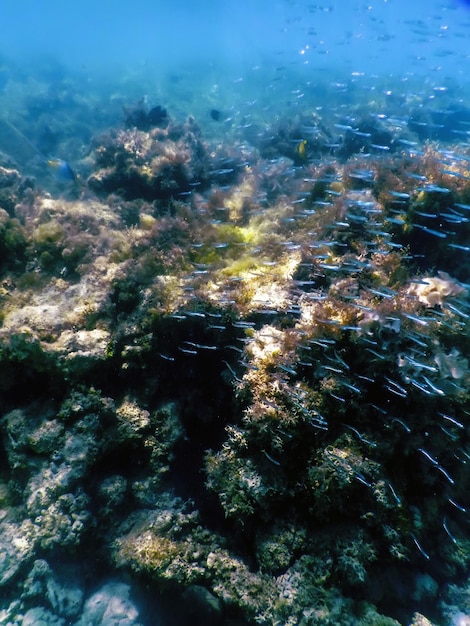 サンゴ礁の美しい水中風景の背景