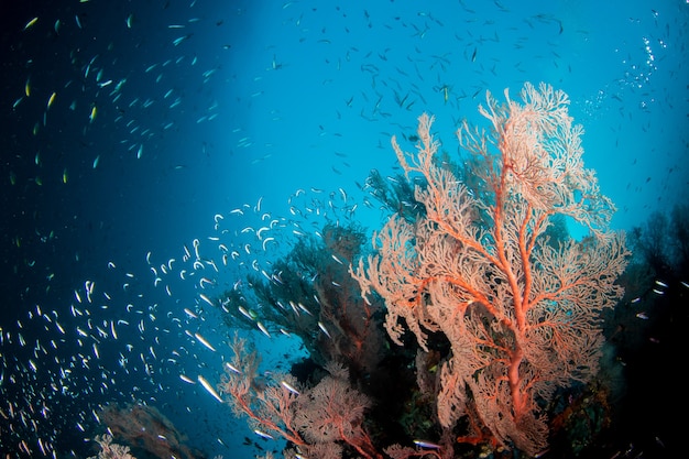 写真 青い澄んだ水の下のサンゴ礁