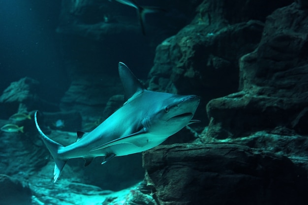Photo reef shark