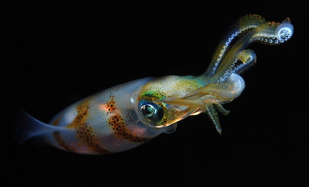 Reef squid is hunting in the night