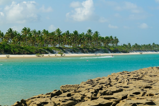 Reefs and coconut grove in Muro Alto Beach in Porto de Galinhas  near Recife Pernambuco Brazil