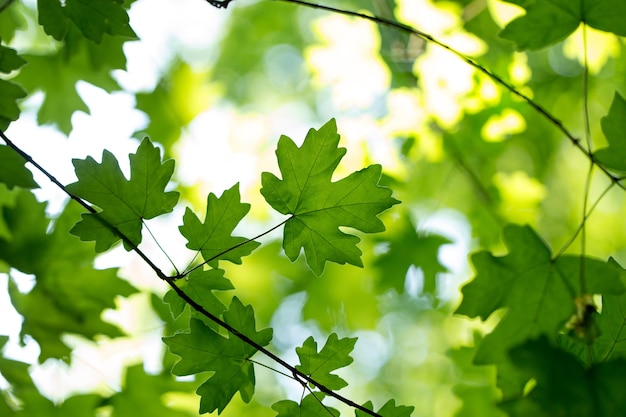 Reen bladeren op de groene achtergronden