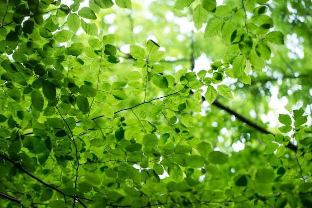 Reen leaves on the green backgrounds