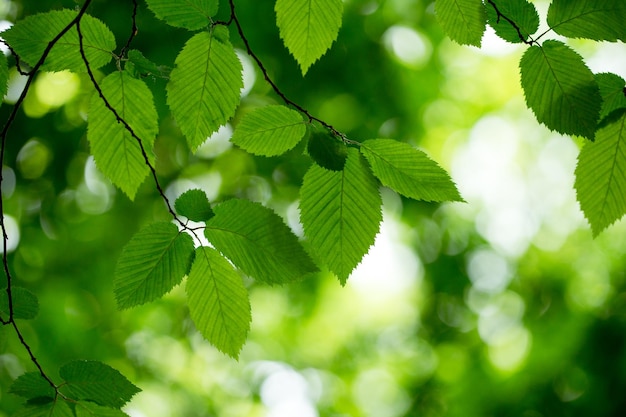 Reen листья на зеленом фоне