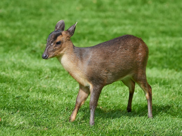 Reeves muntjac Muntiacus reevesi