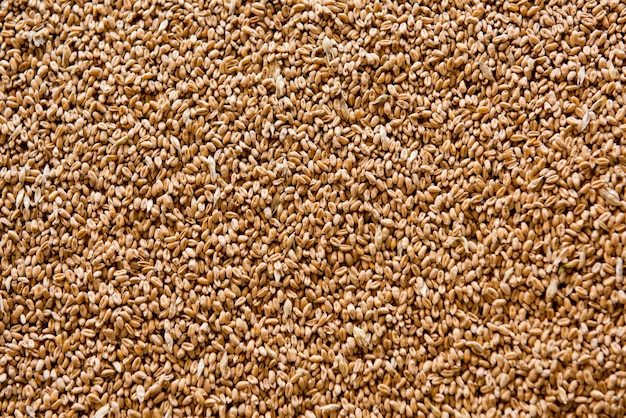 Refined wheat grains.Texture, background.