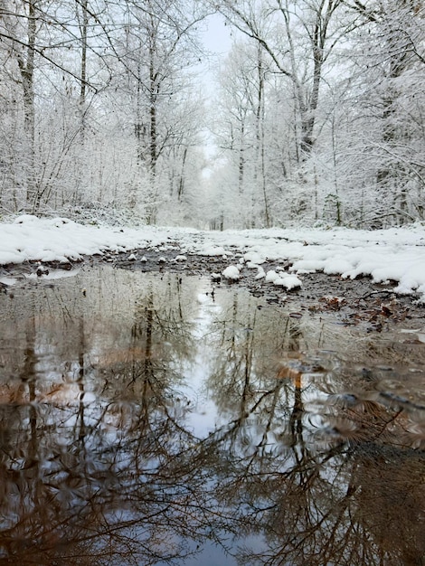 Reflectie in plas besneeuwd bos winter komt eraan