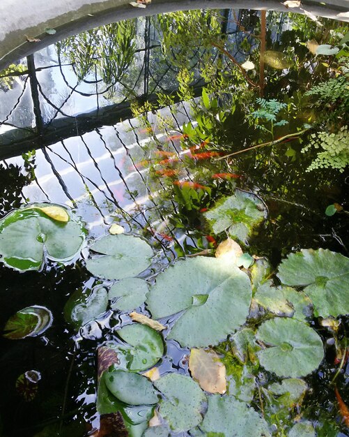 Foto reflectie van bomen in de vijver