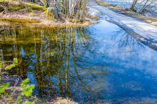 Reflectie van bomen in een plas in het bos op een lentedag