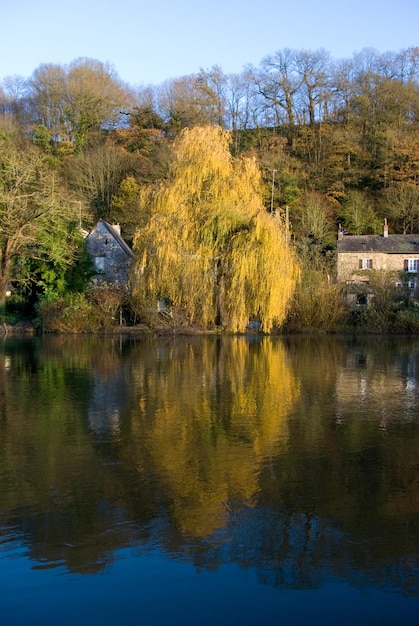 Foto reflectie van bomen in een rustig meer