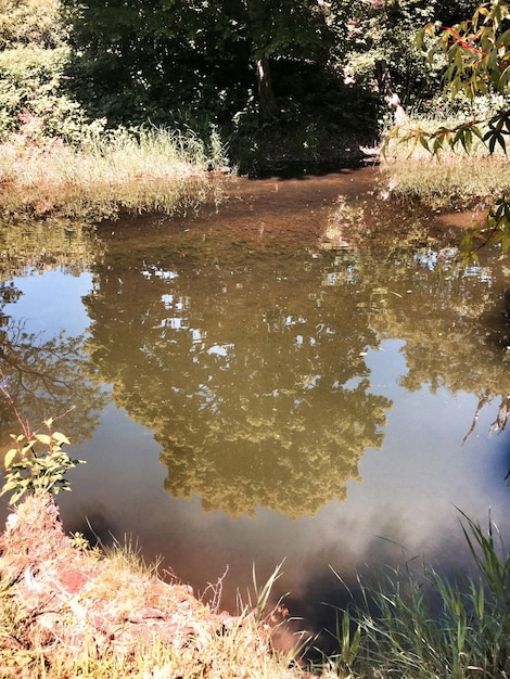 Foto reflectie van bomen in een rustig meer