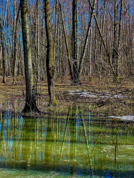 reflectie van bomen in het meer in het voorjaarsbos