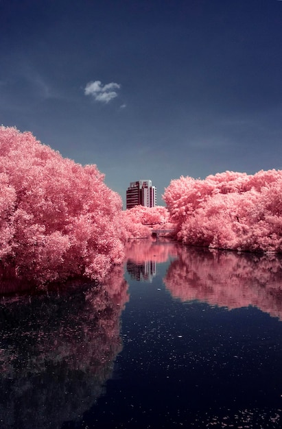 Reflectie van bomen in het meer tegen de lucht