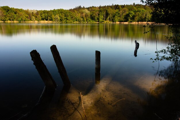 Foto reflectie van bomen in het meer