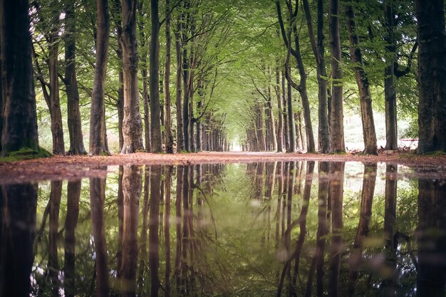 Foto reflectie van bomen in het meer