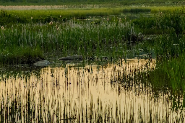 Foto reflectie van bomen in het meer