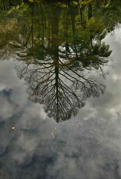 Foto reflectie van bomen in het meer