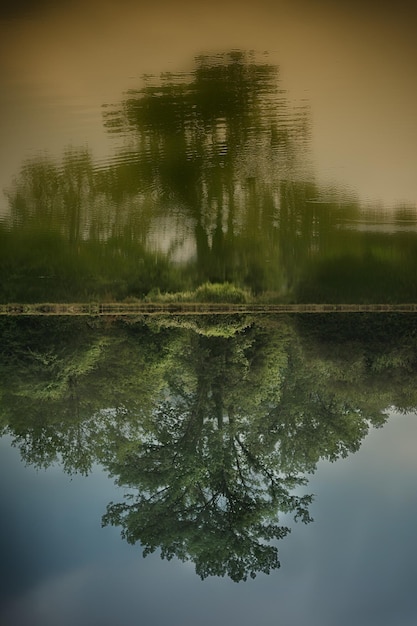 Foto reflectie van bomen in het meer