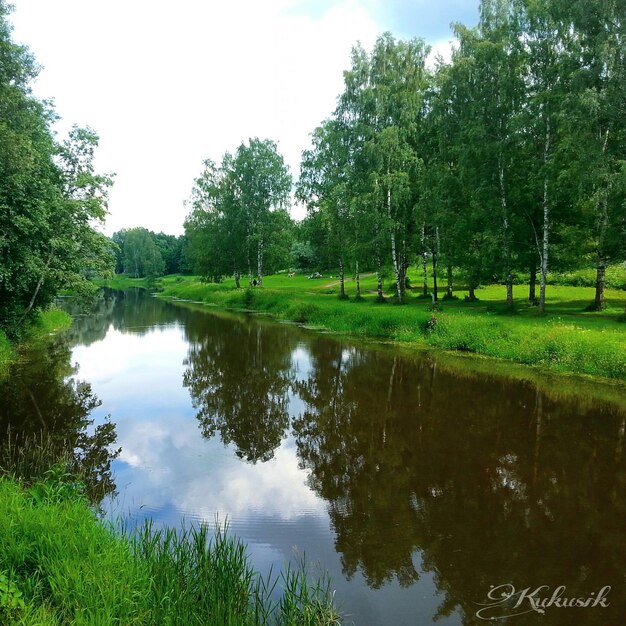 Foto reflectie van bomen in het meer