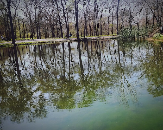 Foto reflectie van bomen in het meer
