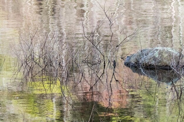 Foto reflectie van bomen in het meer