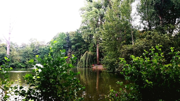 Reflectie van bomen in het meer
