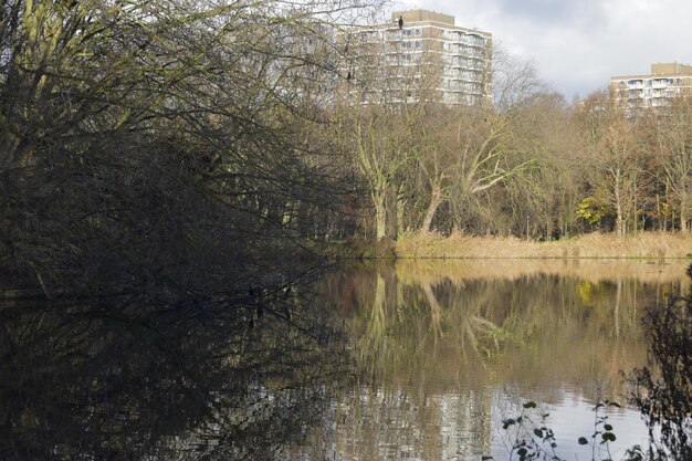 Foto reflectie van bomen in het meer