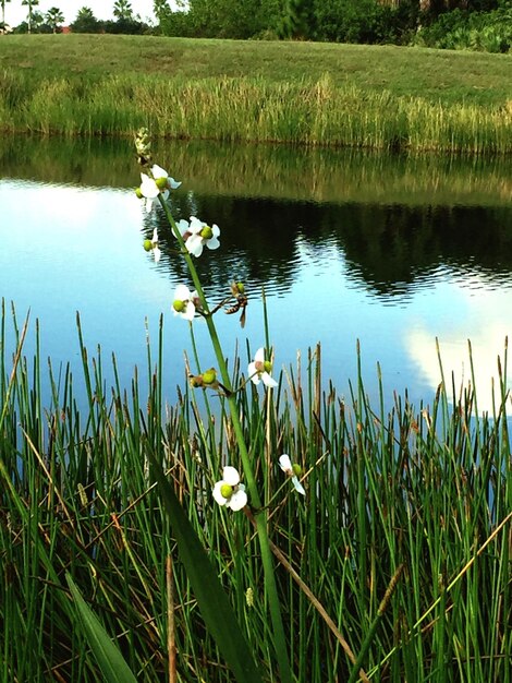 Foto reflectie van bomen in het meer